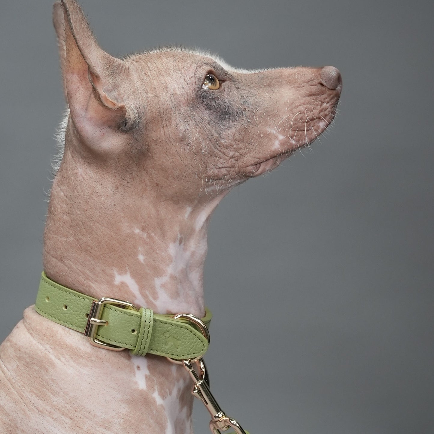 Collar Cavalier Verde
