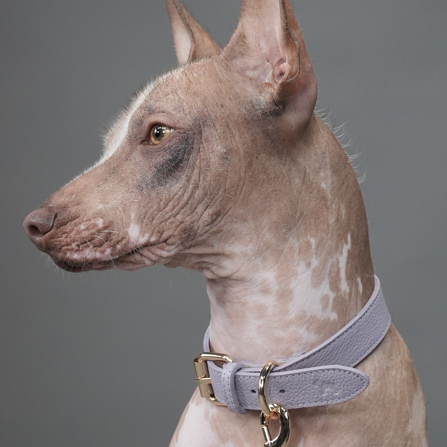 Collar Cavalier Lila Malva