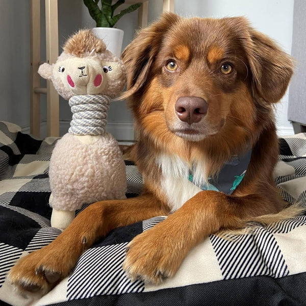 Llamita - Plush Toy
